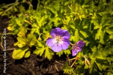 20160515-7372.jpg