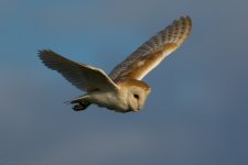 DSC_0605.jpg