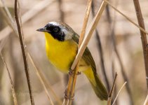 20160506Muscatatuck 159.jpg