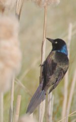 D90 birds bees-0009.jpg
