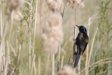 D90 birds bees-0010.jpg