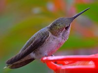 Hummer4.jpg