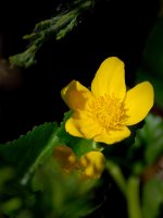 D90 birds bees-0001.jpg