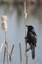 D90 birds bees-0012.jpg