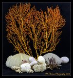 Shells 5-15-2016.jpg