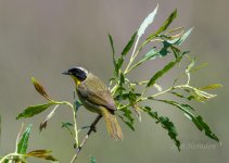 20160506Muscatatuck 392.jpg