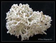Sea Shell 5-15-2016.jpg