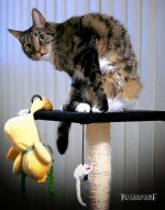 5-15-16 Bill the Cat.jpg