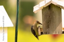 Mid-day Birds-7406.jpg