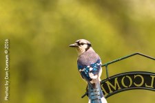 Mid-day Birds-7425.jpg