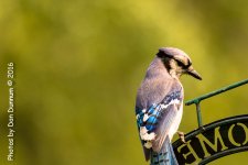 Mid-day Birds-7433.jpg