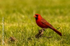 Mid-day Birds-7438.jpg