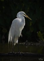 Heron.jpg