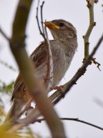 Finch3.jpg