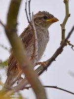 Finch2.jpg