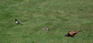 DSC_0150.jpg