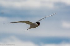 DSC_0511.jpg
