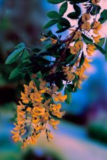 Laburnum.jpg