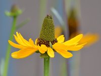 ConeFlower.jpg