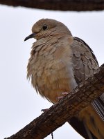 Dove2.jpg