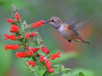 Hummer.jpg