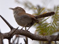 Wren.jpg