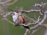 Hummer4.jpg