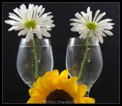 Sunflower, Glasses, and Dasies  #2 5-17-2016.jpg