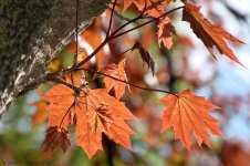 DSC_5020.jpg