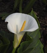 DSCN3247.jpg