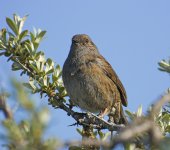 DSC_7370.jpg