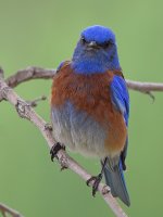 Bluebird.jpg