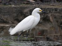Egret2.jpg