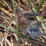 GreenHeron4.jpg