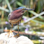 GreenHeron6.jpg