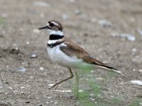 Killdeer8.jpg