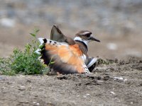 Killdeer4.jpg