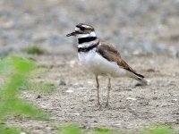 Killdeer9.jpg
