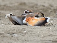 Killdeer12.jpg