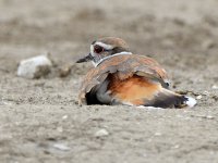 Killdeer13.jpg
