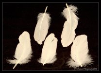 Five White Feathers 5-18-2016.jpg