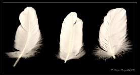 Three Feathers 5-18-2016.jpg