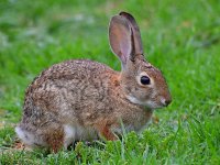 Rabbit.jpg