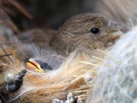 Finch2.jpg