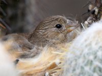 Finch.jpg