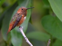 Hummer.jpg