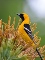 Oriole.jpg