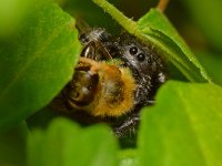 Spider2.jpg