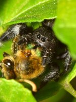 Spider.jpg