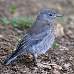 Bluebird5.jpg